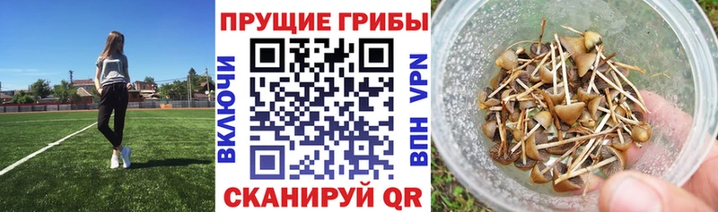 Галлюциногенные грибы Cubensis Бологое